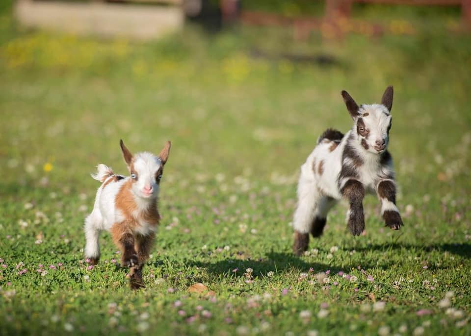 2 baby goats running in a field of flowers pbjdogs.com