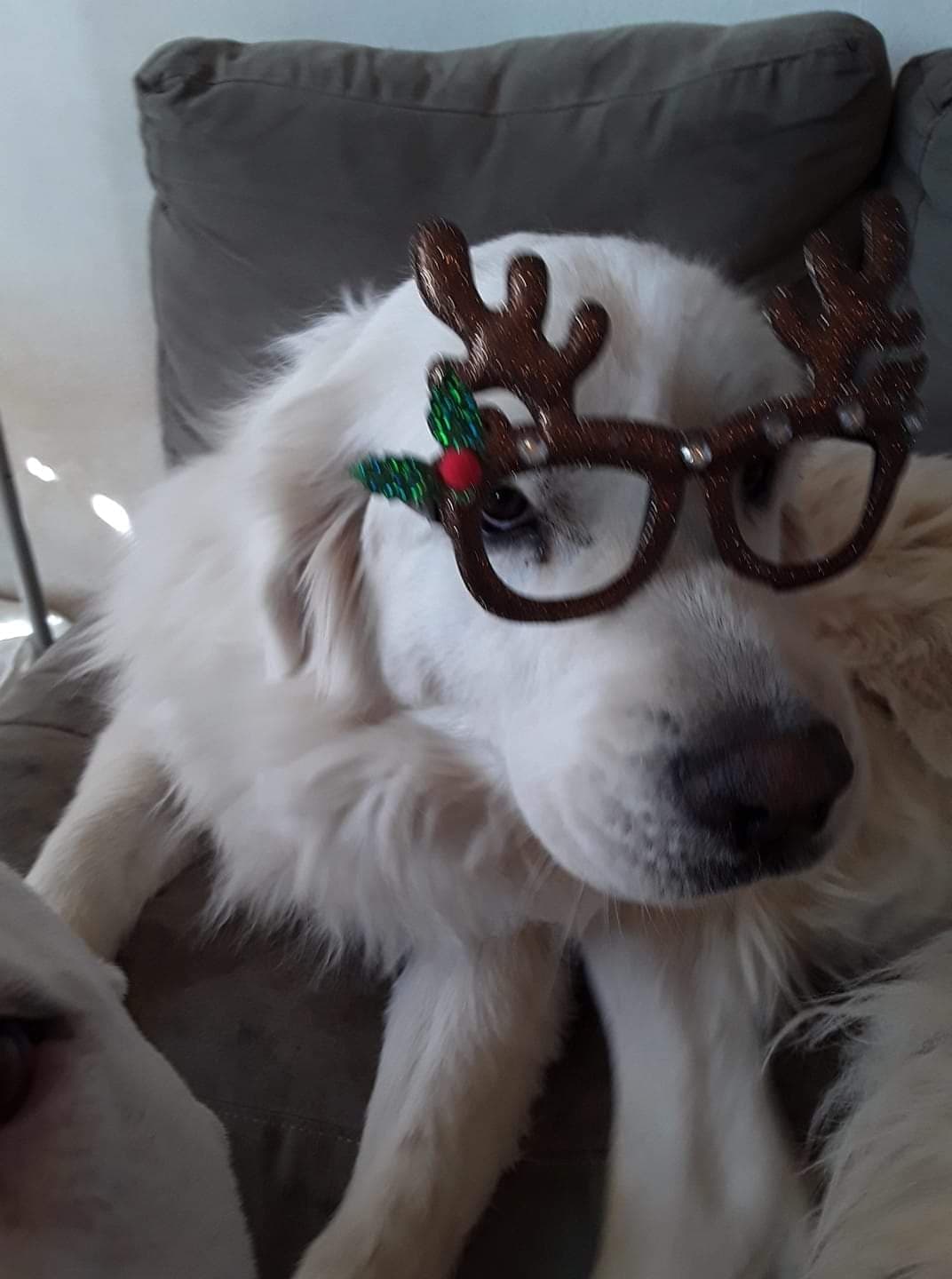Emma is getting ready for Christmas! Happy Dogs CBD pbjdogs.com