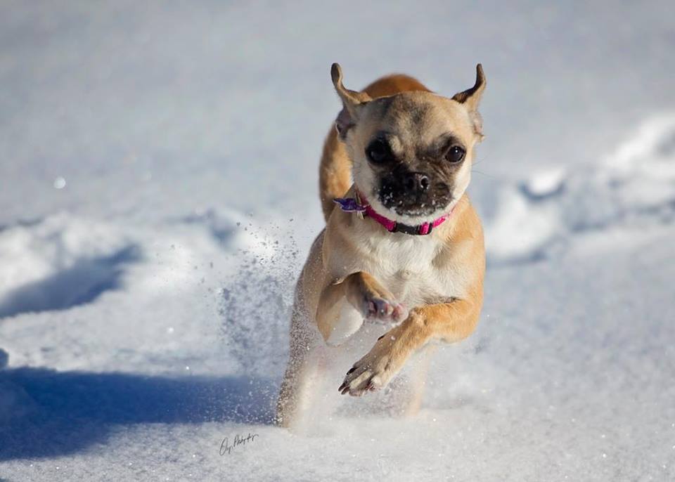 Molly running in the snow. pbj Happy Dogs CBD treats pbjdogs.com