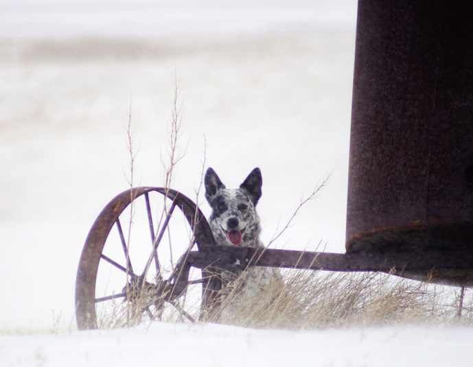 PBJ & Happy Dogs CBD Picture in the snow with dog and waggon wheel