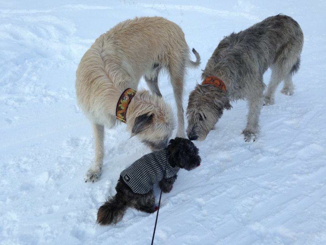 Three dogs in snow. pbj Happy Dog pbjdogs.com